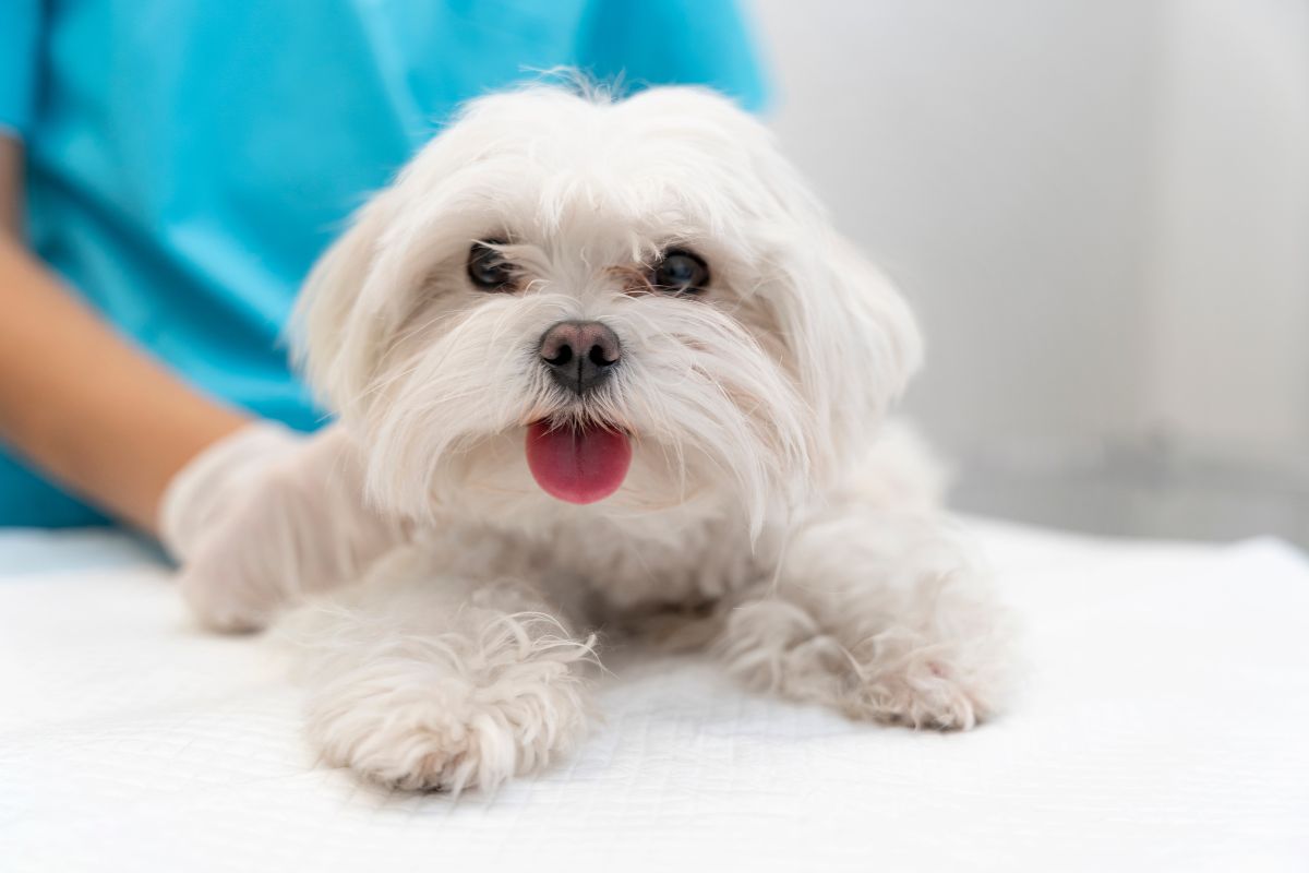 Perro Maltés con pelaje blanco sedoso y bien cuidado