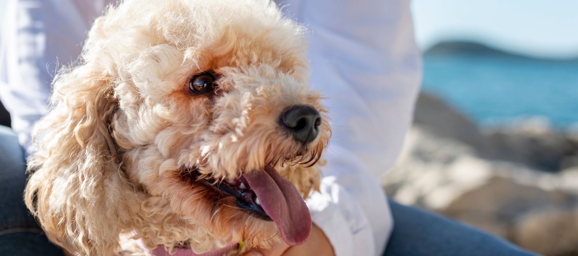 Poodle con un corte de pelo impecable