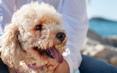 Frecuencia de aseo y peluquería: Guía de mantenimiento para Yorkies, Malteses y Poodles