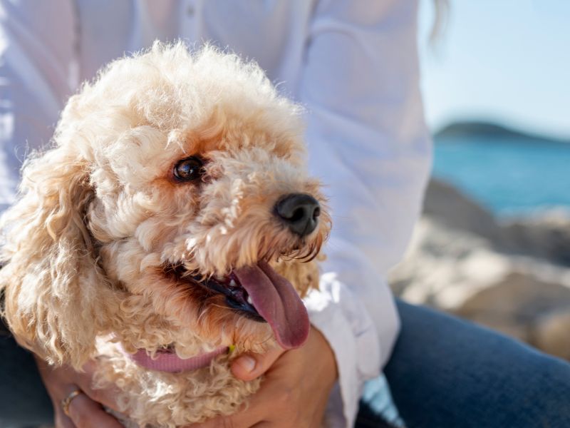 Frecuencia de aseo y peluquería: Guía de mantenimiento para Yorkies, Malteses y Poodles