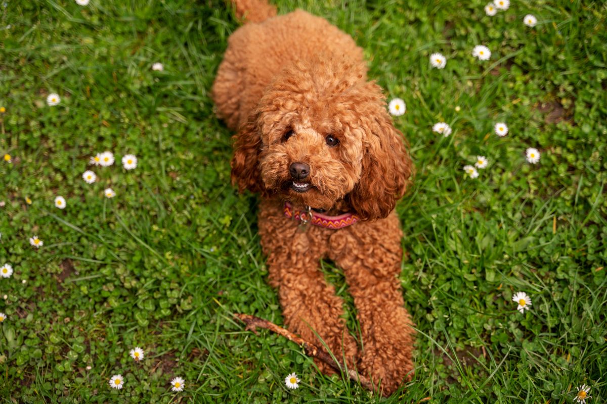 PerroToy Poodle descansando en el césped, una raza pequeña que se adapta fácilmente a las regulaciones de áreas comunes en edificios