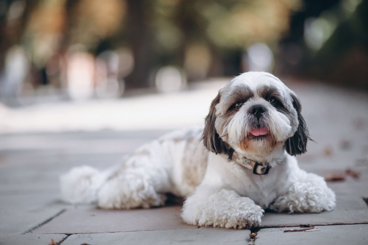 PerroToy Poodle descansando en el césped, una raza pequeña que se adapta fácilmente a las regulaciones de áreas comunes en edificios