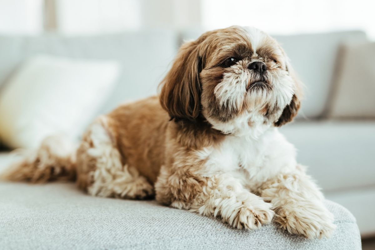 Perro Shih Tzu descansando tranquilamente en el sofá, temperamento calmado ideal para vivir en interiores