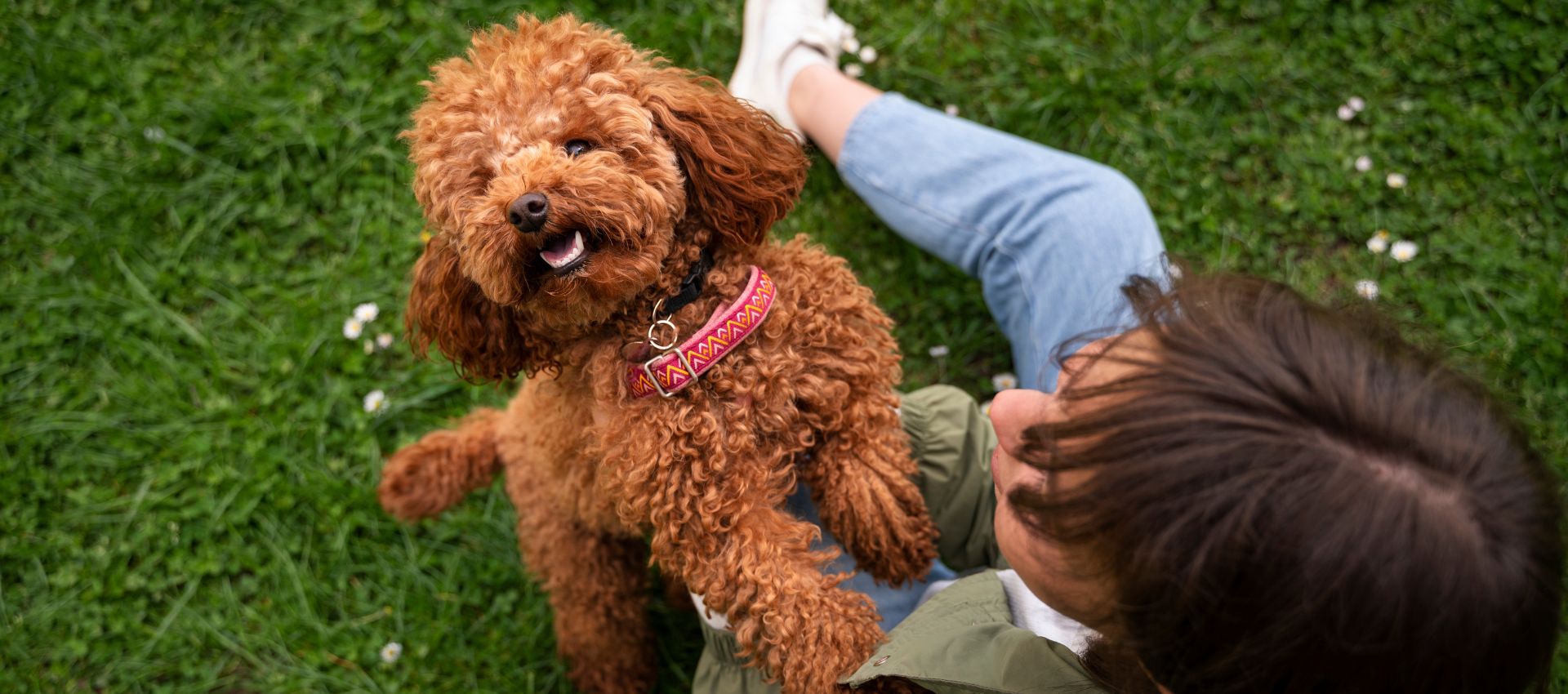 Mujer jugando con su Toy Poodle marrón en el césped, destacando el tamaño perfecto y la energía de esta raza para espacios pequeños