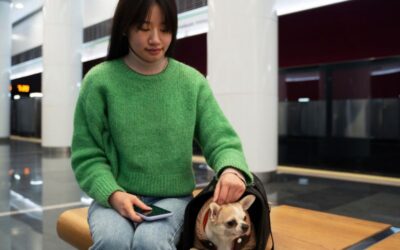 Requisitos para viajar con tu mascota desde Miami a Puerto Rico y el resto de EE. UU