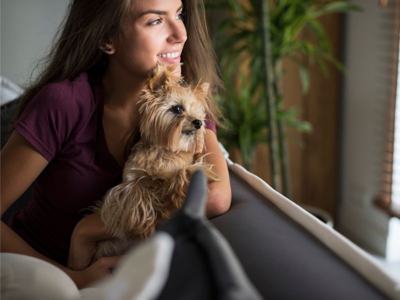 Vivir con mascotas en condominios de Miami: razas pequeñas ideales y regulaciones