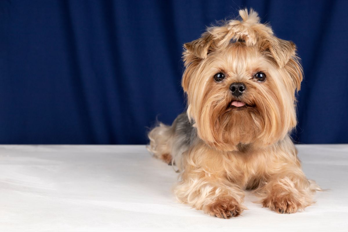 Cachorro Yorkshire Terrier, una de las razas pequeñas más recomendadas y aceptadas en los condominios de Miami.