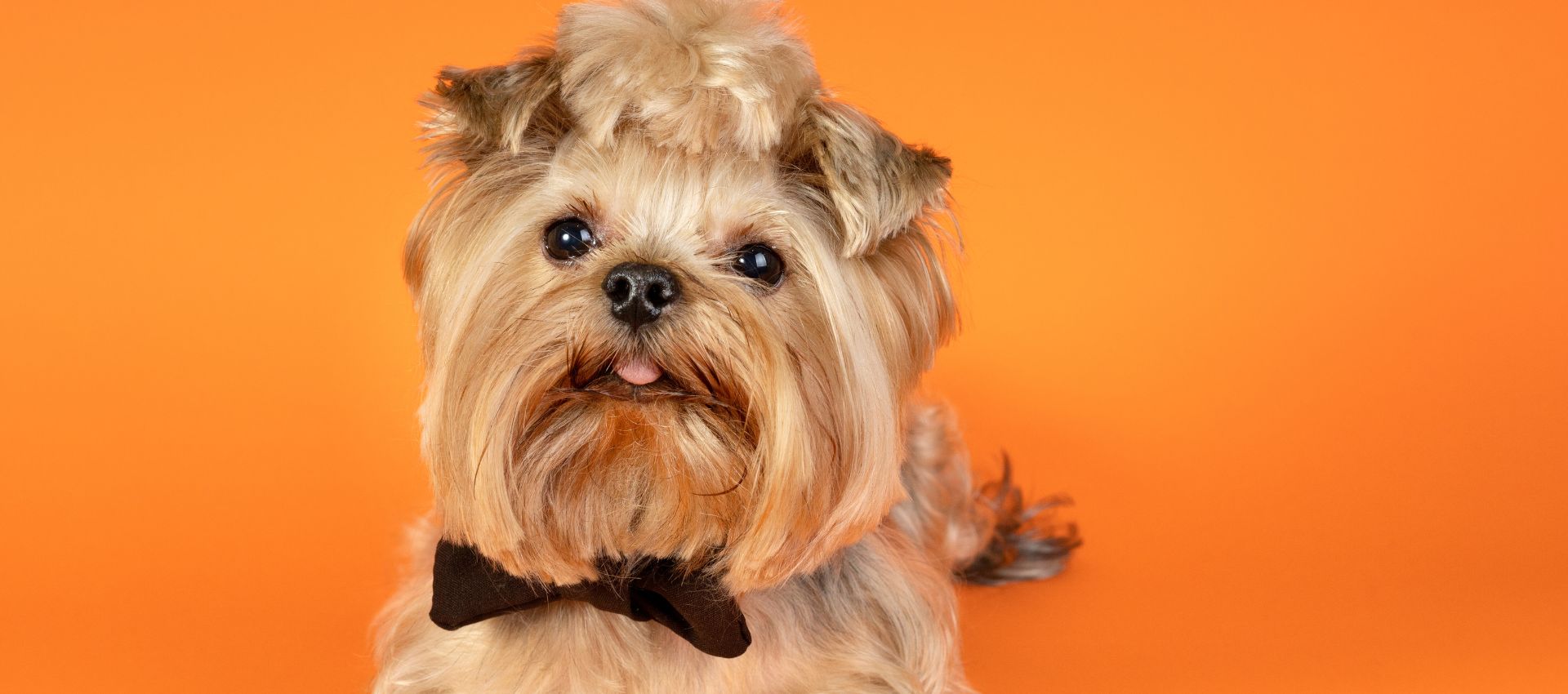 Primer plano de un perro Yorkshire Terrier (Yorkie) con corbatín,
