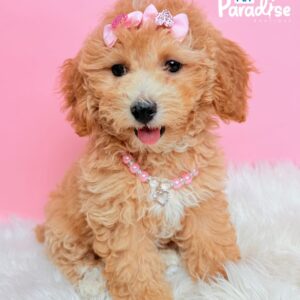 Bichapoo, Tokio 3