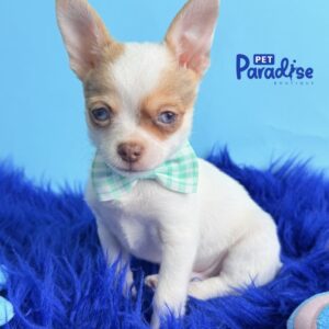 Chihuahua, Danger 2