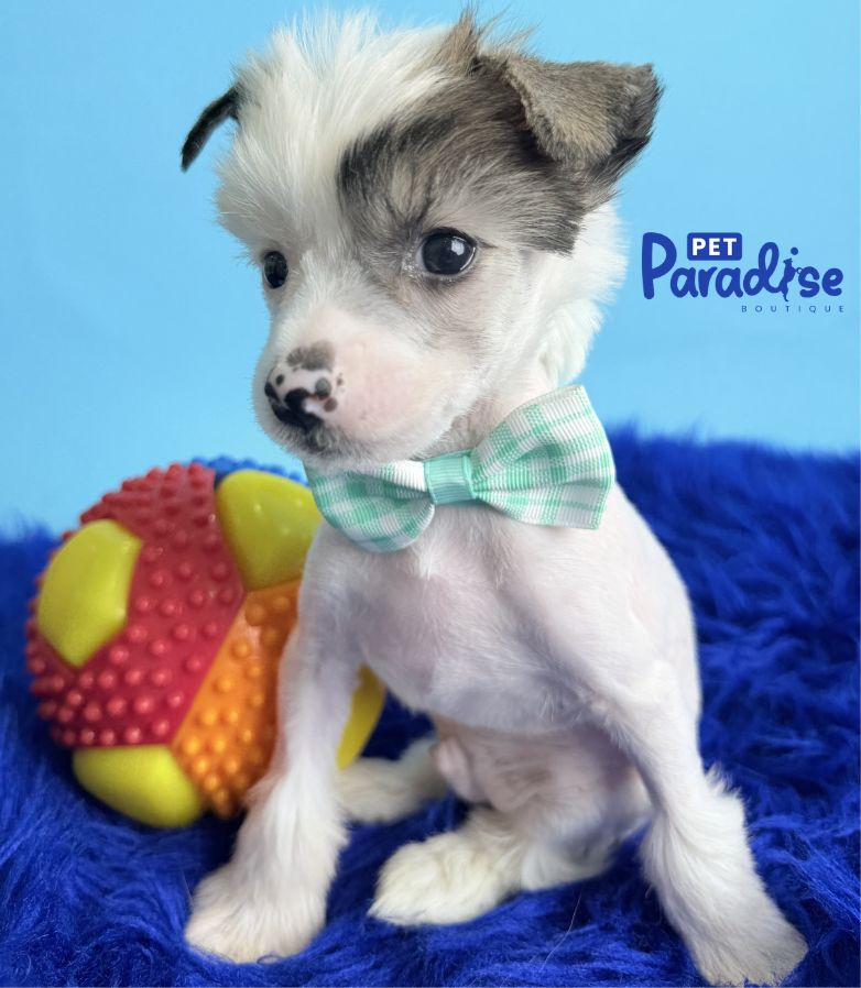 Chinese Crested, Silindro 1