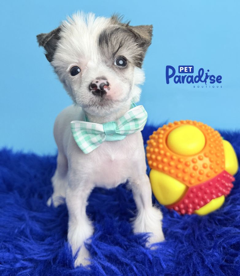 Chinese Crested, Silindro 2