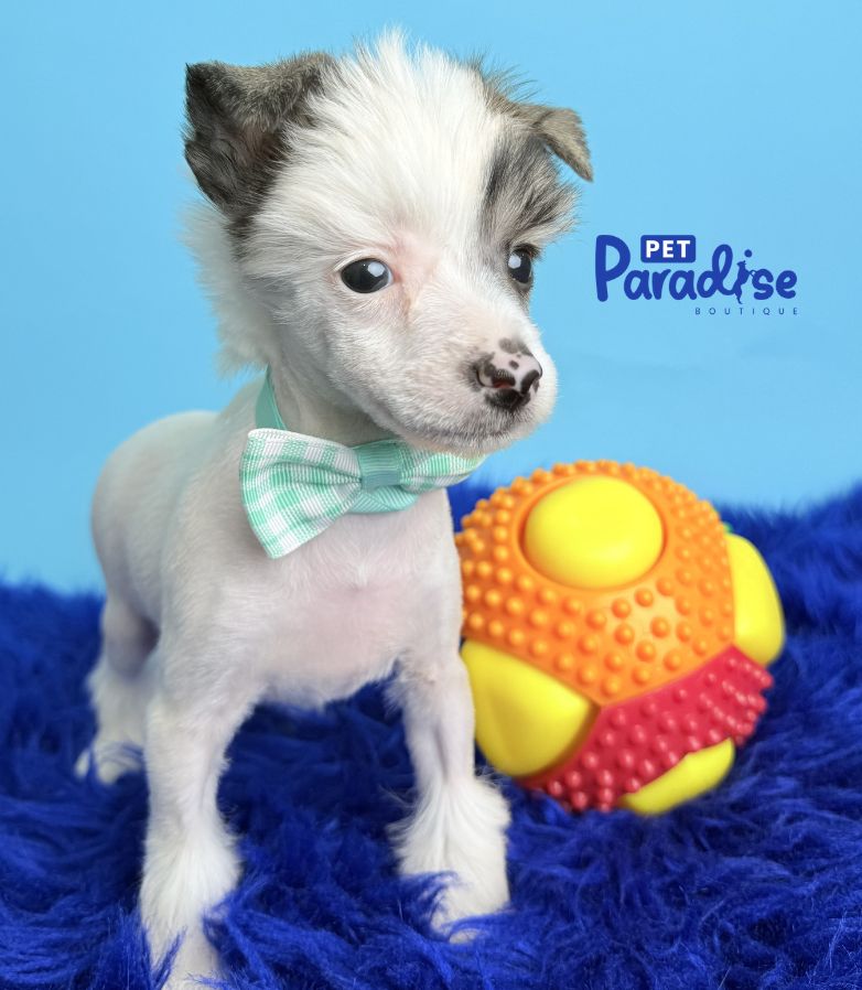 Chinese Crested, Silindro 3