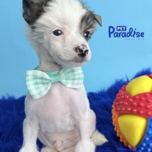 Chinese Crested, Silindro