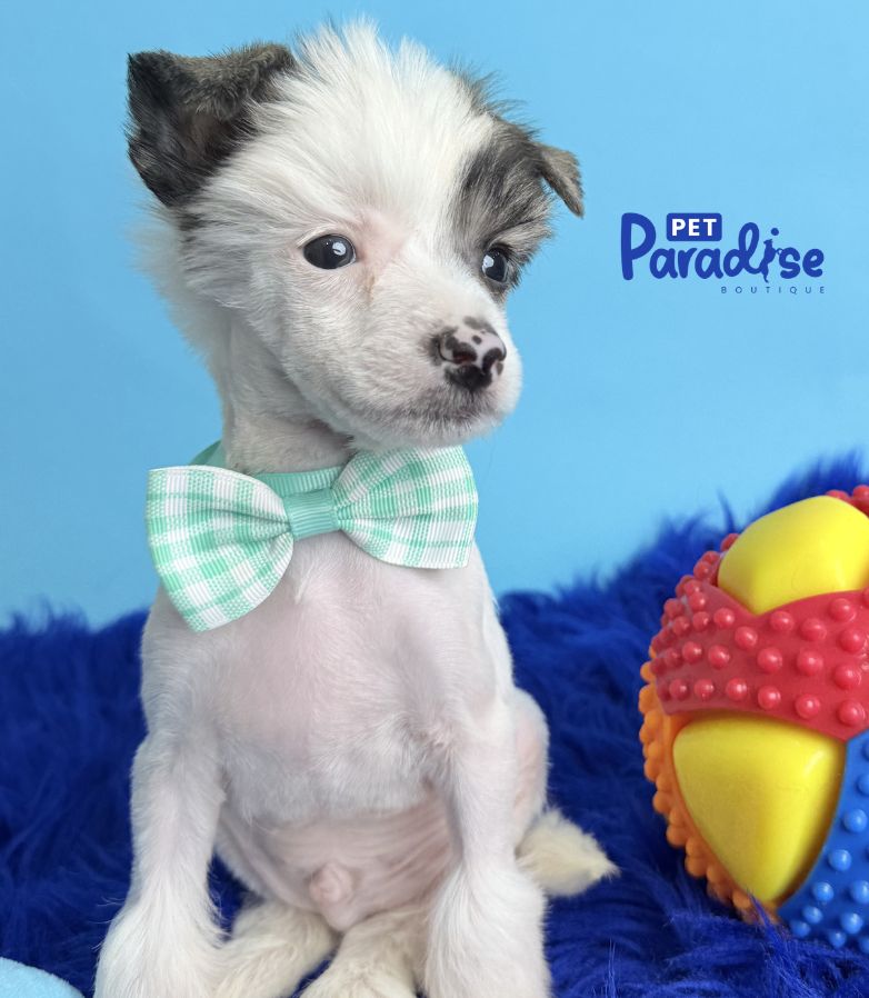 Chinese Crested, Silindro