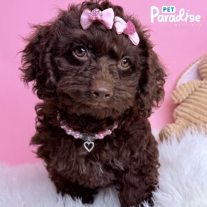 Cockapoo, Nala 2