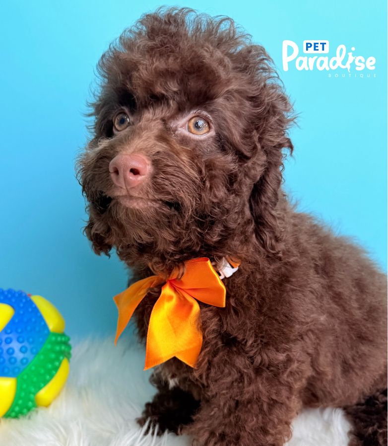 Cockapoo, Siro 1
