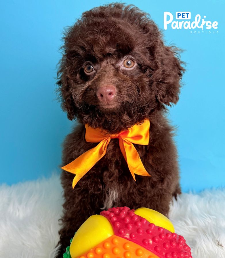 Cockapoo, Siro 2