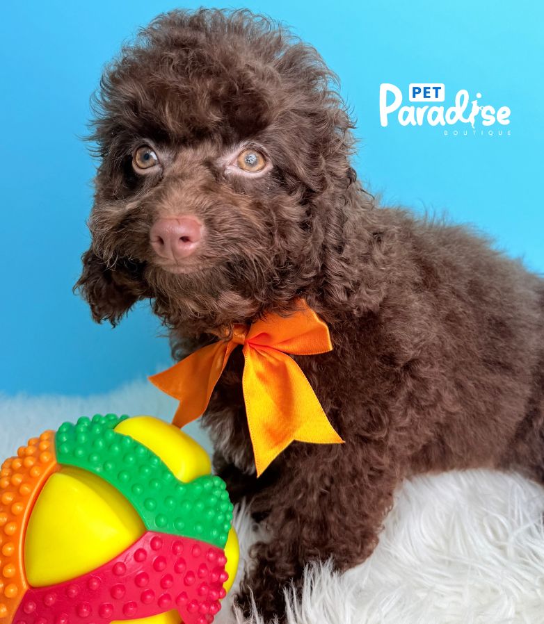 Cockapoo, Siro 3