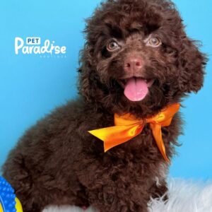 Cockapoo, Siro