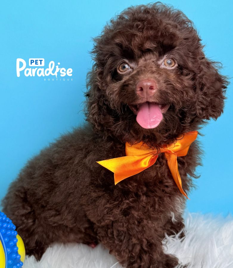 Cockapoo, Siro