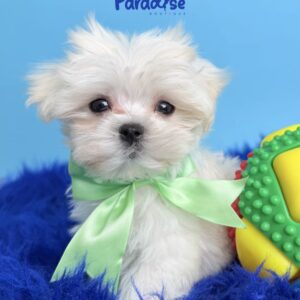 Maltese, Braco 1
