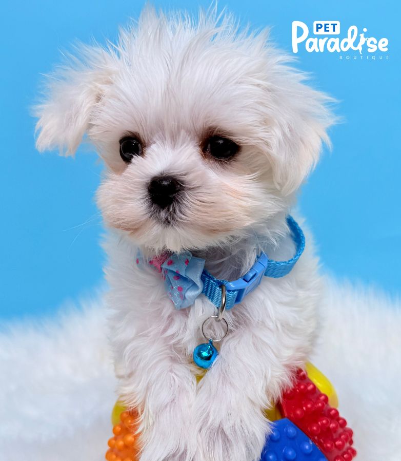 Maltese, Simso 1