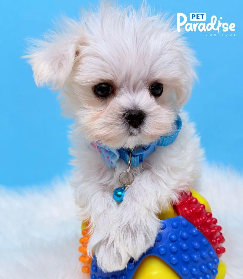 Maltese, Simso 2