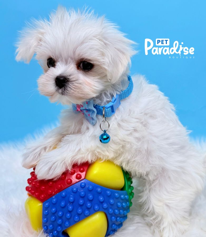 Maltese, Simso 3