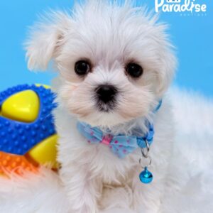 Maltese, Simso