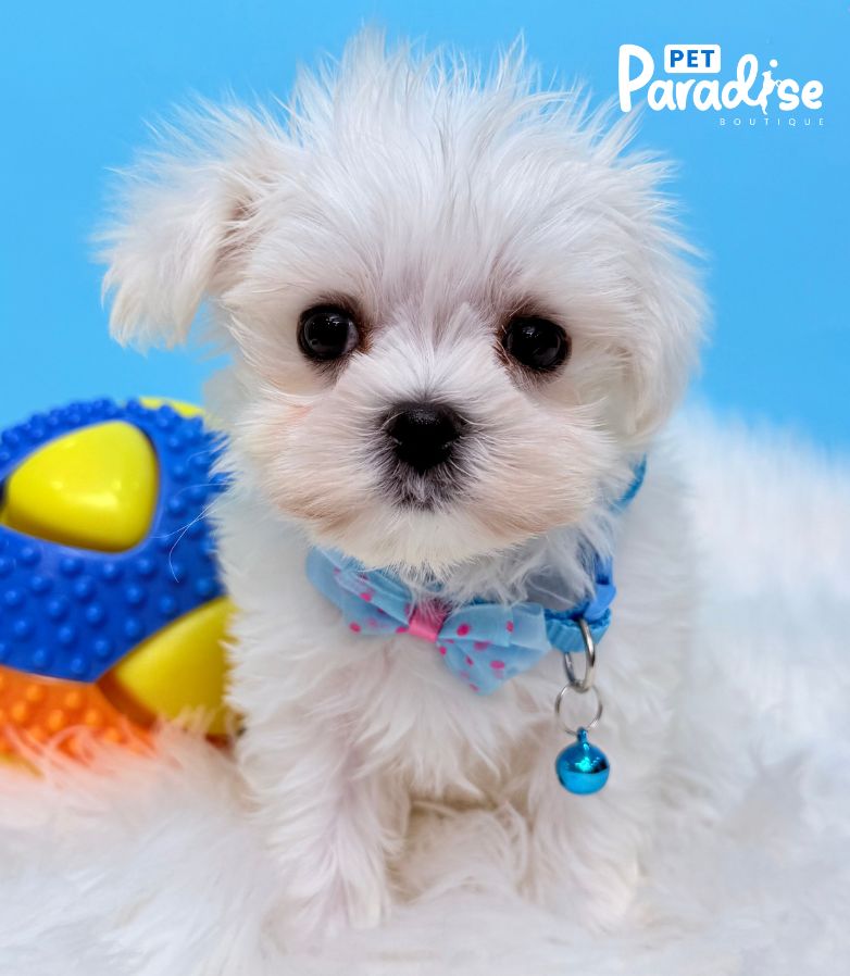 Maltese, Simso