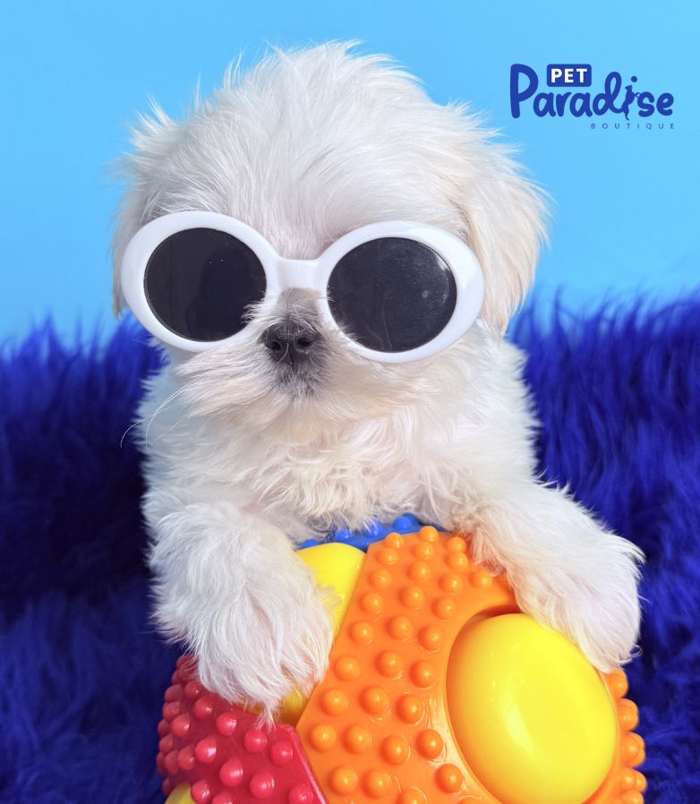 Maltese, Truco 1
