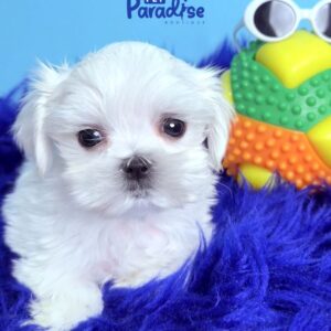 Maltese, Truco 2