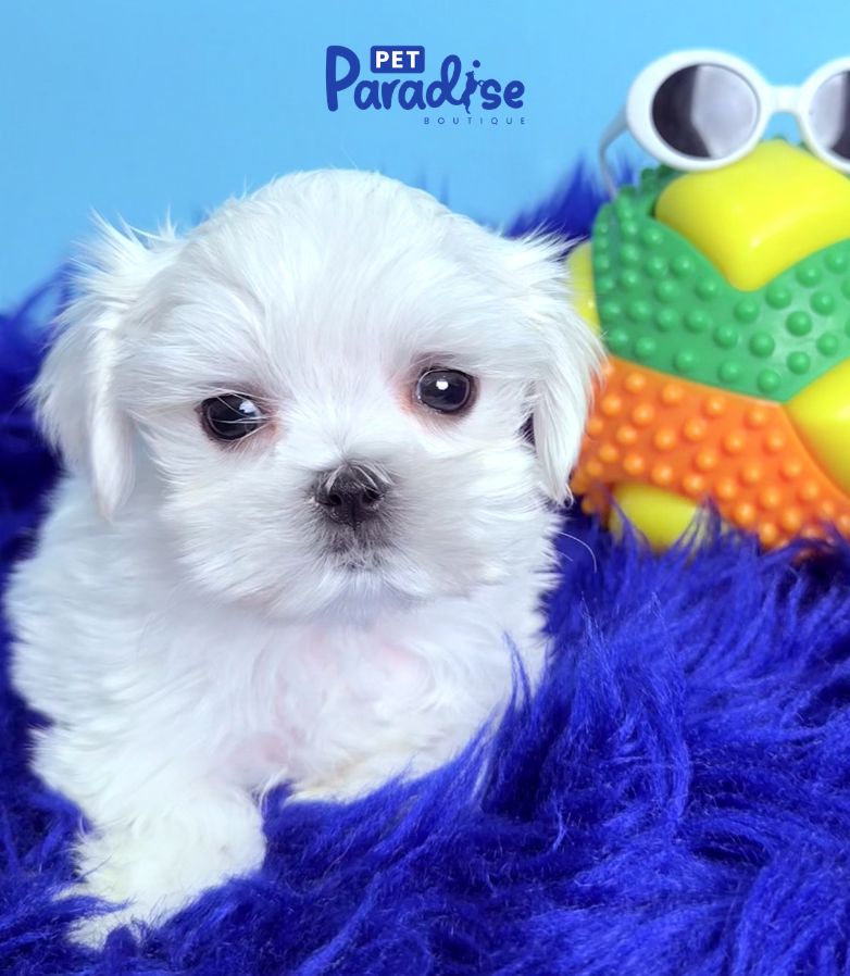 Maltese, Truco 2