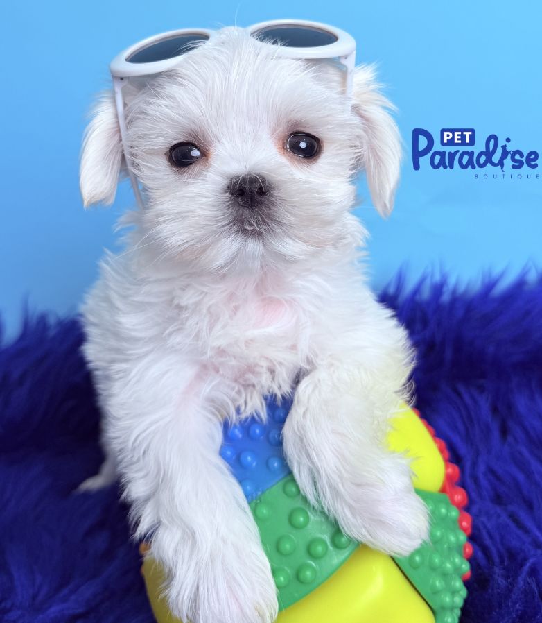 Maltese, Truco 3
