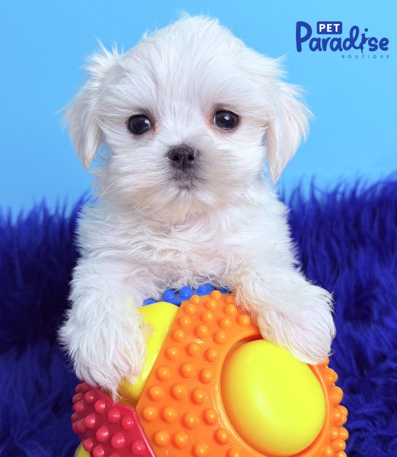 Maltese, Truco