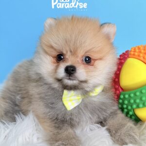 Pomerania, Betoven 4