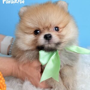 Pomerania, Cliford 1