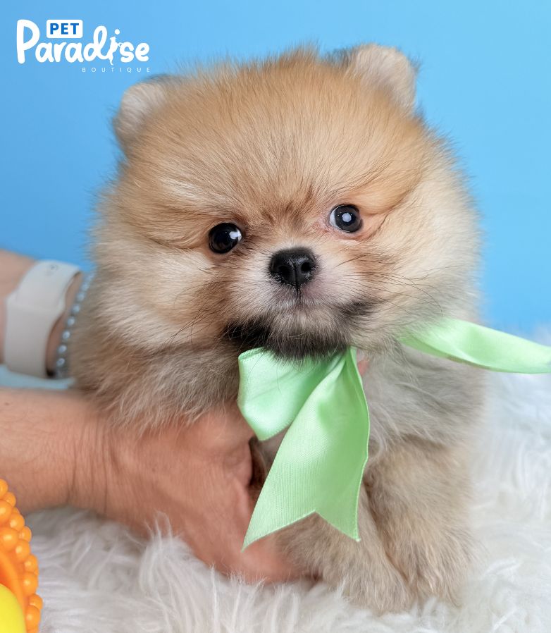 Pomerania, Cliford 1