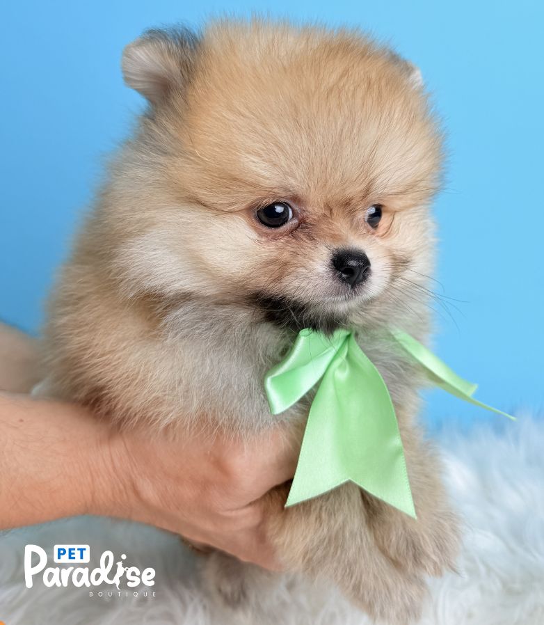 Pomerania, Cliford 2