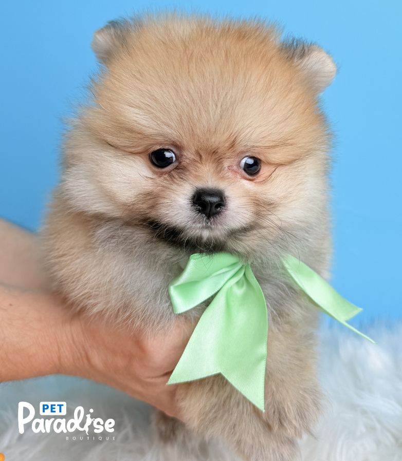 Pomerania, Cliford 3
