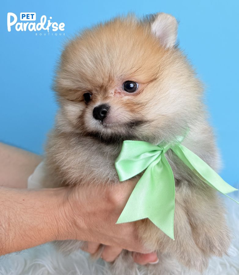 Pomerania, Cliford