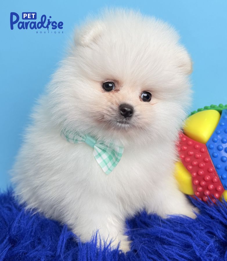 Pomerania, Polar 1
