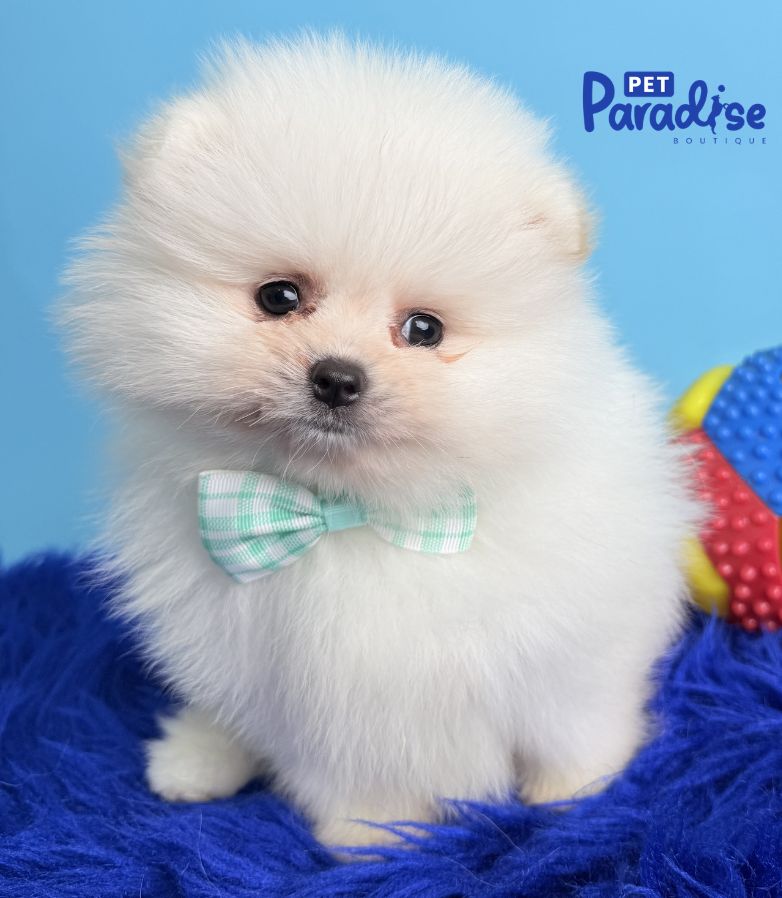 Pomerania, Polar 2