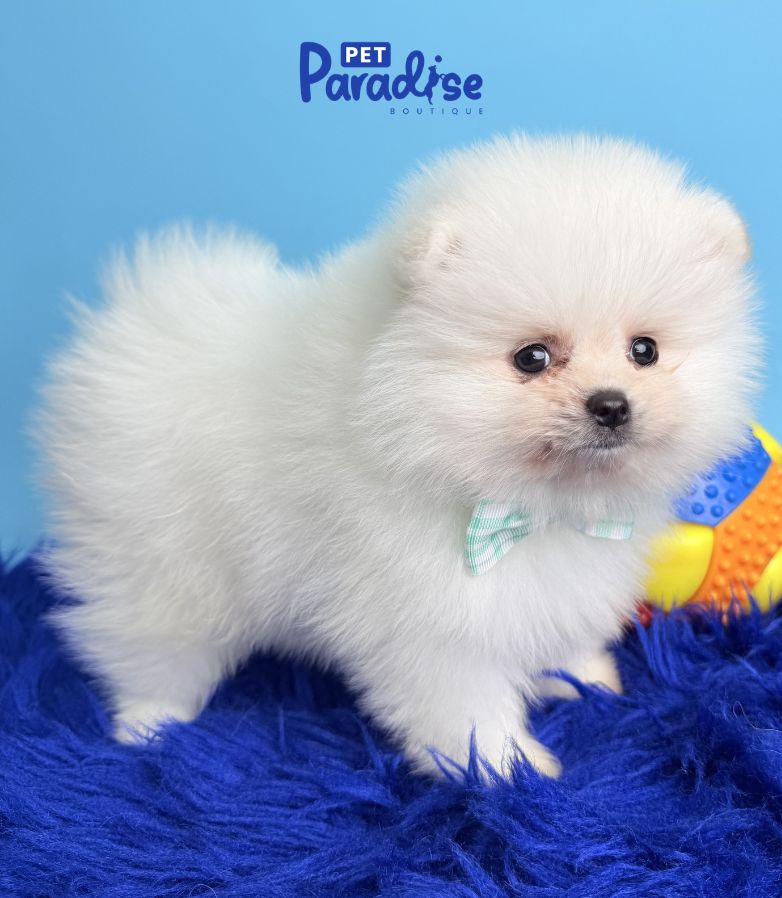 Pomerania, Polar 3
