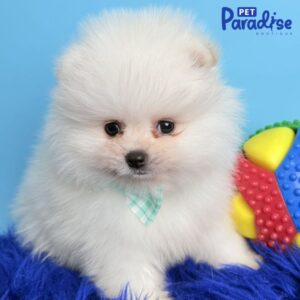 Pomerania, Polar