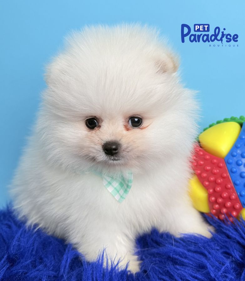 Pomerania, Polar
