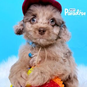 Poodle, Amet 1