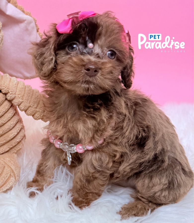 Poodle, Emma 1