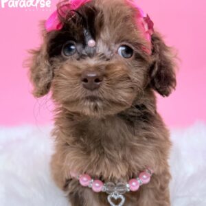 Poodle, Emma 2
